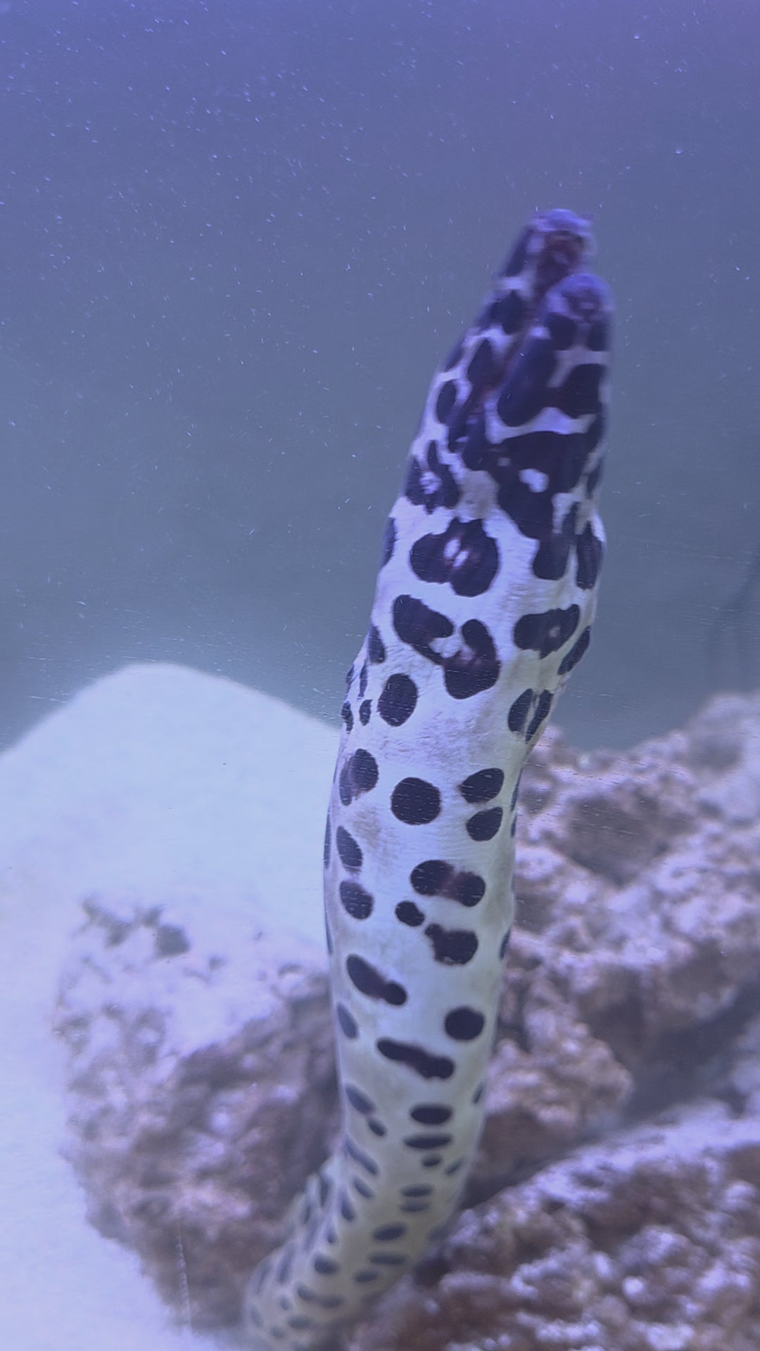 Leopard Moray Eel, Also Known As Tiger Moray Eel, Dragon Moray, Super Huge Specimen