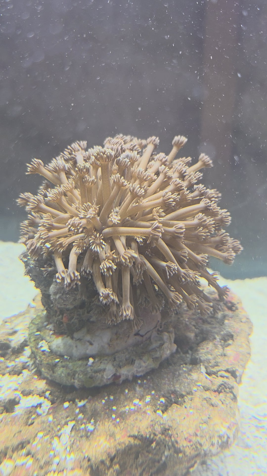 Bali Purple Goniopora Coral, Has A Mildly Aggressive Sting To It, Leave Space Between Other Corals