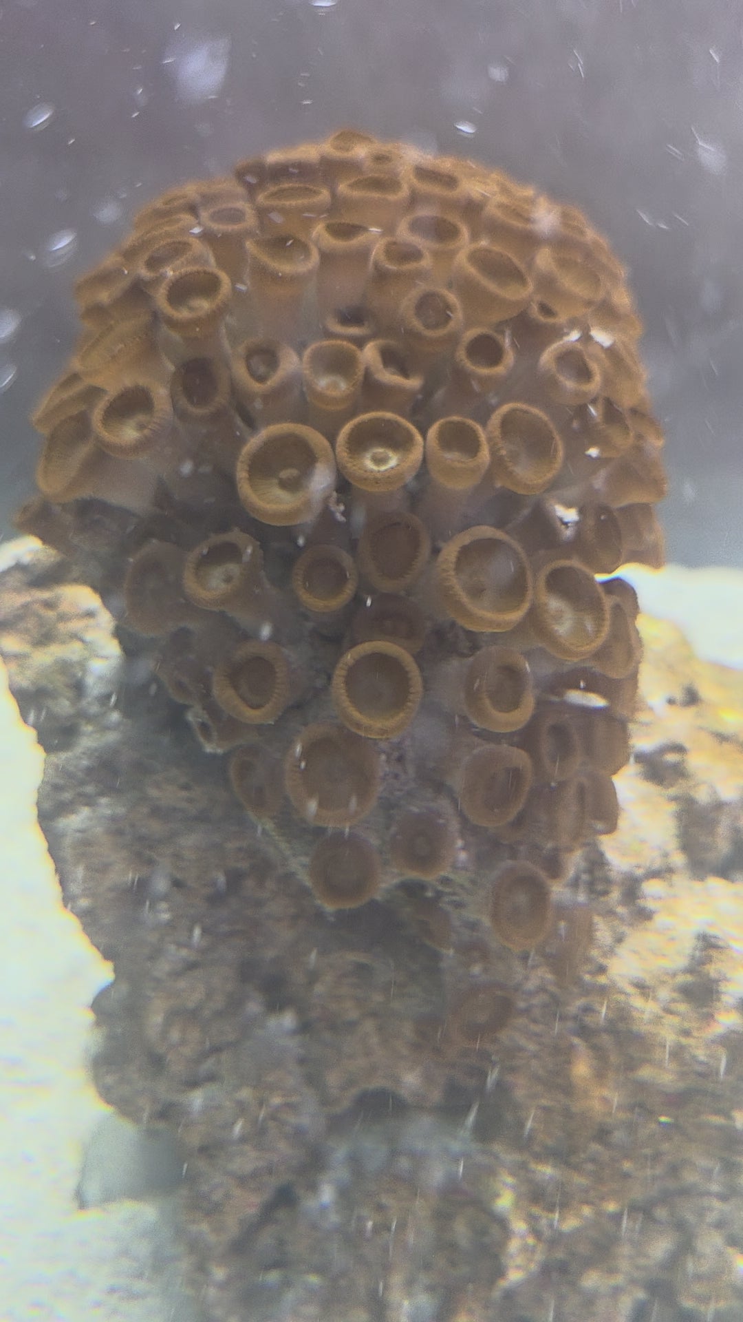 Assorted Zoa Colony (Very Large), Form Clusters Of Small, Button Like Polyps That Open Into Stunning Patterns