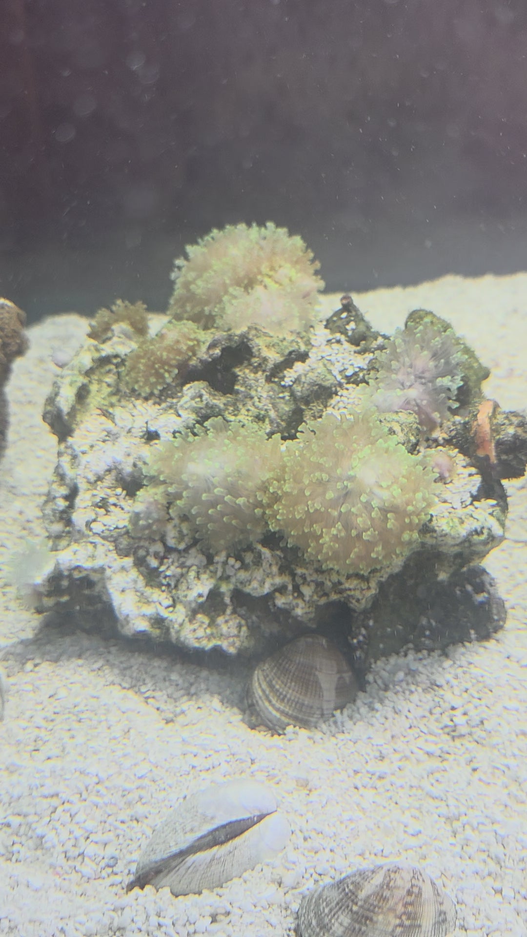Neon Green Hairy Mushroom Colonies Established On Live Rock, Vibrant Fluorescent Green Tentacles